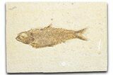Detailed Fossil Fish (Knightia) - Wyoming #333957-1